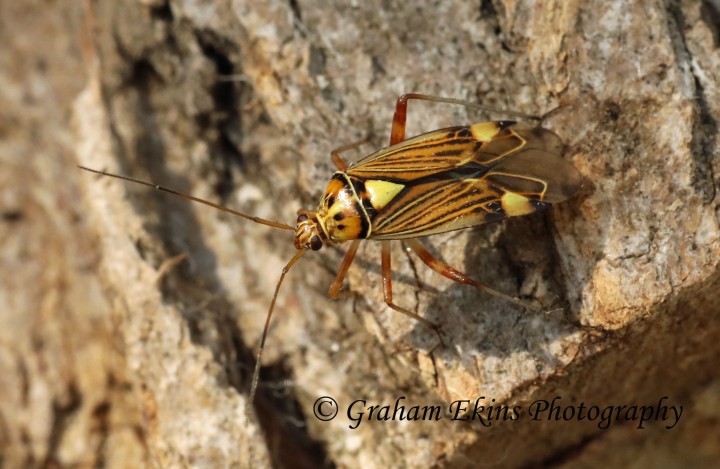 Rhabdomiris striatellus 3 Copyright: Graham Ekins