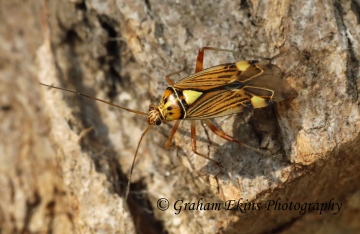 Rhabdomiris striatellus 3 Copyright: Graham Ekins