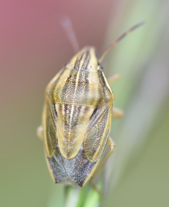 Aelia acuminata Copyright: Robert Smith