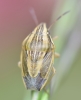 Aelia acuminata Copyright: Robert Smith