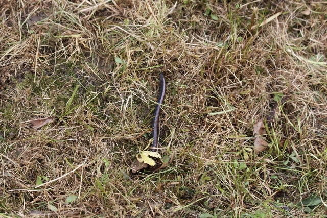 Black Slow Worm Copyright: Allison Evans