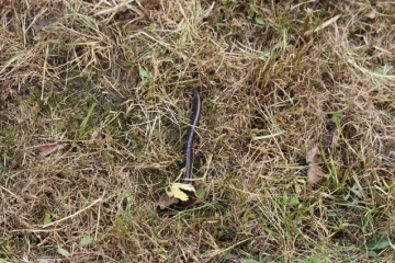 Black Slow Worm Copyright: Allison Evans