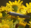 on Ragwort