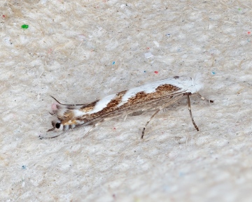 Lyonetia prunifoliella 08-11-2021 Copyright: Bill Crooks