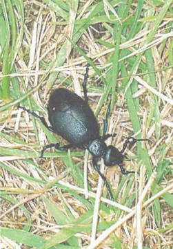 Oil Beetle Meloe proscarabaeus Copyright: Steve Wilkinson