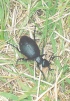 Oil Beetle Meloe proscarabaeus 