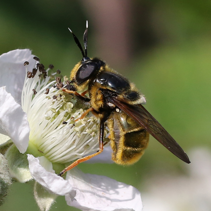 Callicera aurata Copyright: Geoff Vowles 18th June 2017