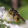 Callicera aurata Copyright: Geoff Vowles 18th June 2017