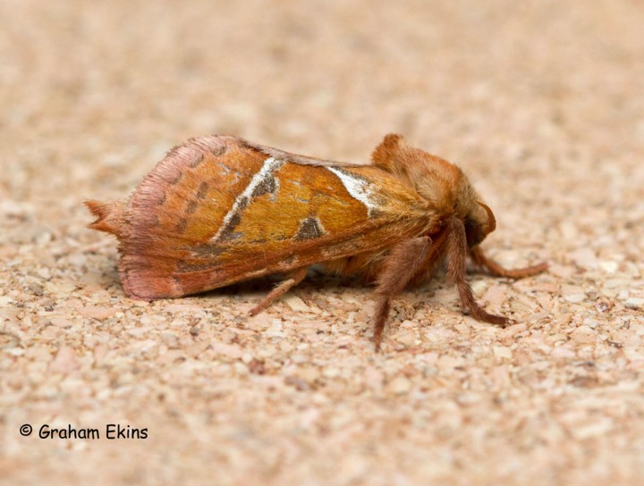 Orange Swift Triodia sylvina 1 Copyright: Graham Ekins