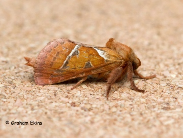 Orange Swift Triodia sylvina 1 Copyright: Graham Ekins