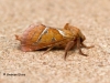 Orange Swift Triodia sylvina 1 Copyright: Graham Ekins