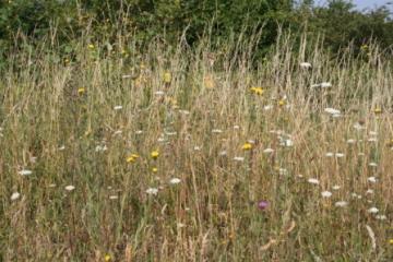 Vange county tip Copyright: Peter Harvey