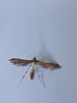 Breckland Plume Copyright: Peter Pyke