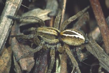 Alopecosa cuneata Copyright: Peter Harvey