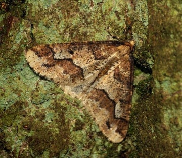 Mottled Umber 6 Copyright: Ben Sale