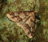 Mottled Umber 6 Copyright: Ben Sale