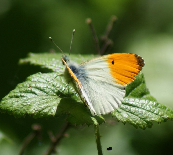 Orange Tip (m) Copyright: Robert Smith