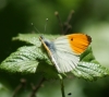 Orange Tip (m) Copyright: Robert Smith