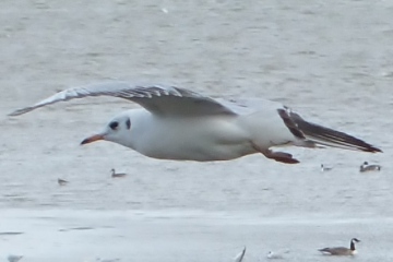 Black-headed Gull Copyright: Peter Pearson