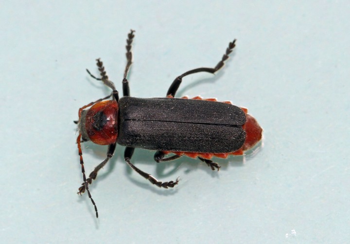 Cantharis rustica 5 (Soldier Beetle) Copyright: Graham Ekins