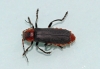 Cantharis rustica 5 (Soldier Beetle) 