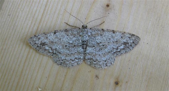 Engrailed Copyright: Stephen Rolls