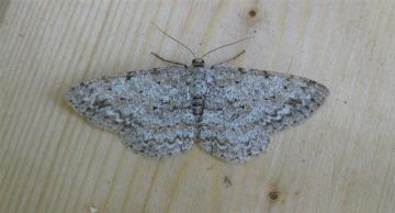 Engrailed Copyright: Stephen Rolls