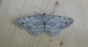 Engrailed Copyright: Stephen Rolls