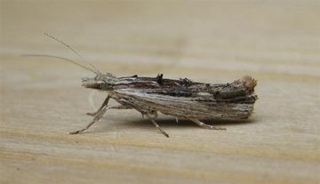 Ypsolopha scabrella 2 Copyright: Stephen Rolls