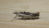 Ypsolopha scabrella 2