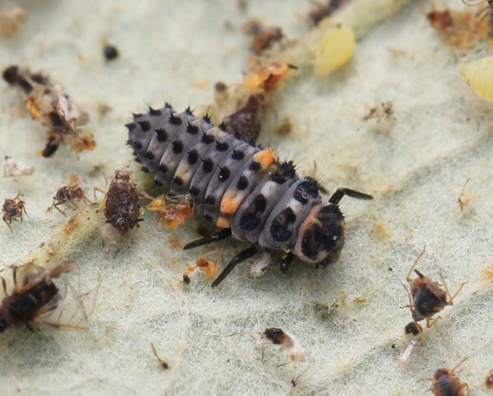 Hippodamia variegata larva Copyright: Yvonne Couch