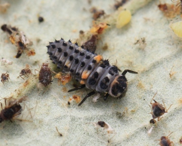 Hippodamia variegata larva Copyright: Yvonne Couch