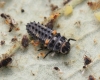 Hippodamia variegata larva 