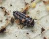 Hippodamia variegata larva Copyright: Yvonne Couch