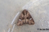 Common Rustic agg 2