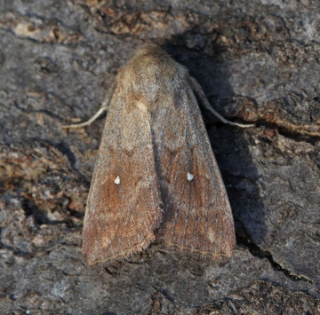 Mythimna albipuncta  White-point  3 Copyright: Graham Ekins