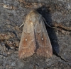 Mythimna albipuncta  White-point  3 Copyright: Graham Ekins