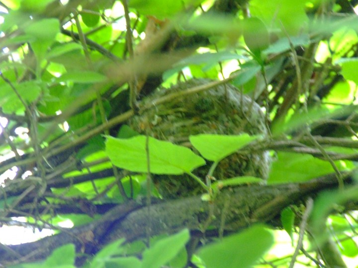dormouse nest Copyright: Hazel Robson