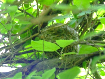 dormouse nest Copyright: Hazel Robson