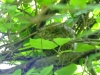 dormouse nest Copyright: Hazel Robson