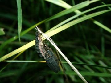 Mating Glow-worms Copyright: Mike Wright