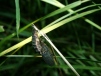 Mating Glow-worms 
