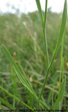 Bulpeurum tenuissimum leaf Copyright: Deborah Allan, 28-Jun-2007