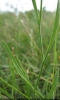 Bulpeurum tenuissimum leaf