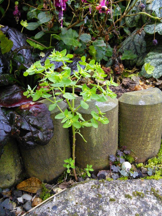 Petty Spurge (Eurphobia peplus) Copyright: Peter Pearson