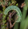 HC larvae on Ling