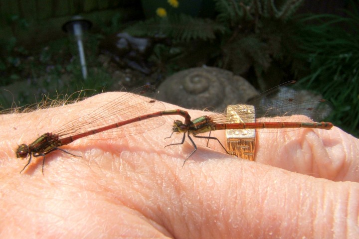 Large red damselsfly pair mating Copyright: Peter Pearson