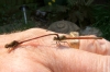 Large red damselsfly pair mating 