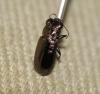 Notiophilus biguttatus (spec ex)