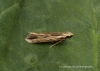 Monochroa palustrellus 